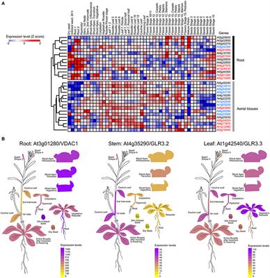 The Integration of Electrical Signals Originating in the Root of Vascular Plants